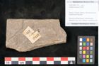 Foto (Objekt + Etikett) von Jordania moravica Helmh. (NHMW-GEO-2024-0188-11141)